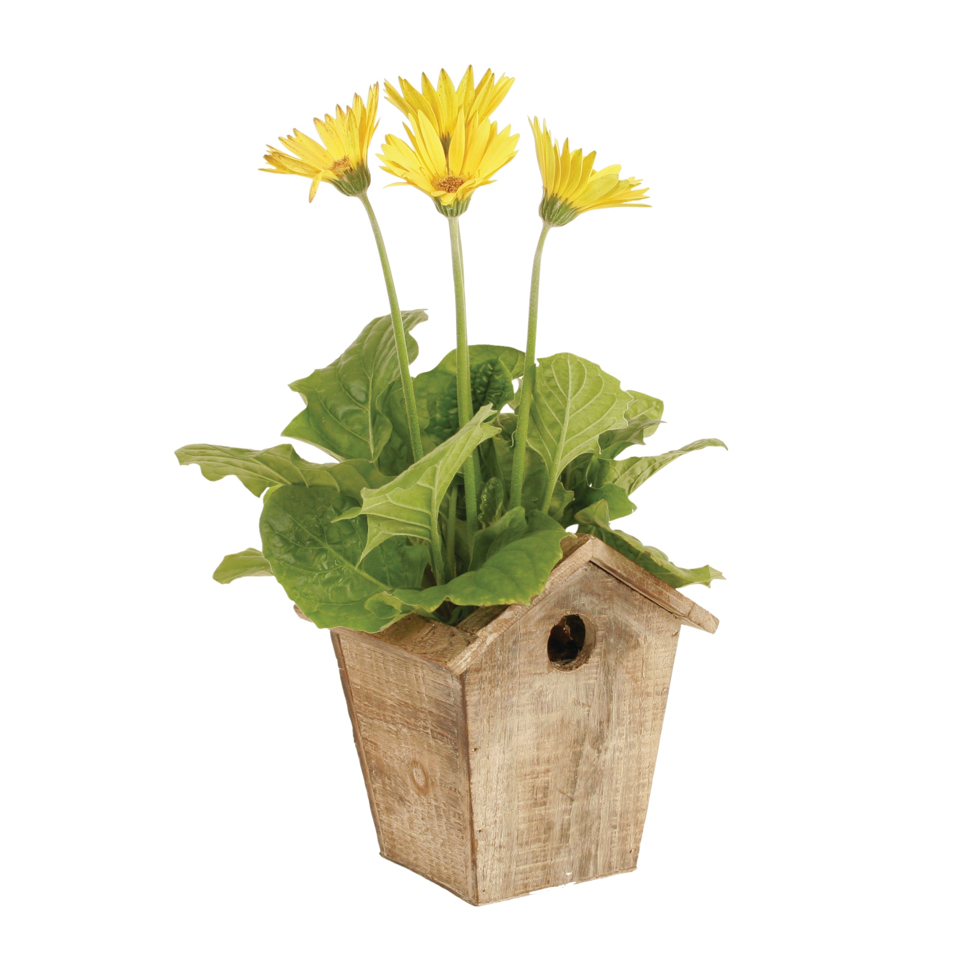 Sing a Song of Harvest Home with Flowers and Containers