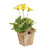 Sing a Song of Harvest Home with Flowers and Containers