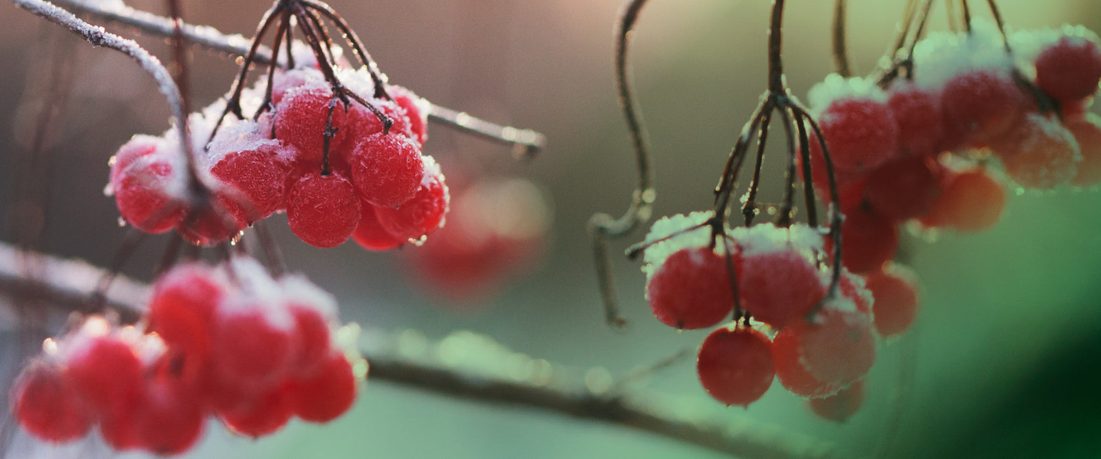 Research Shows the Holidays are starting earlier: ARE YOU READY? These six tips make for Q4 success