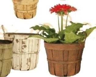 Consumer Trends on Buying Flowers