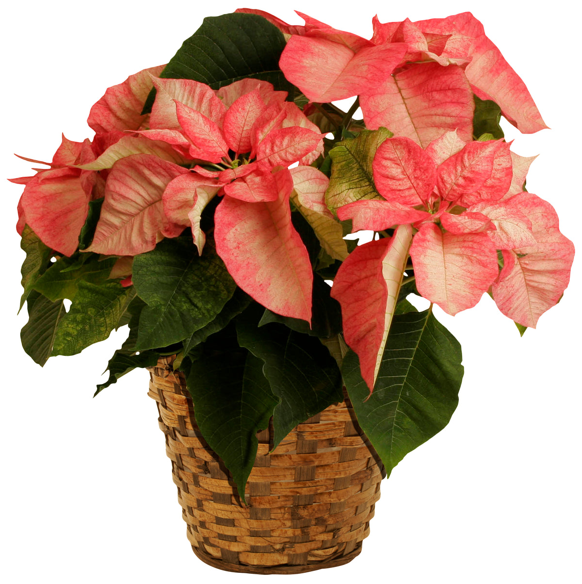 7&quot; Rattan Planter Basket
