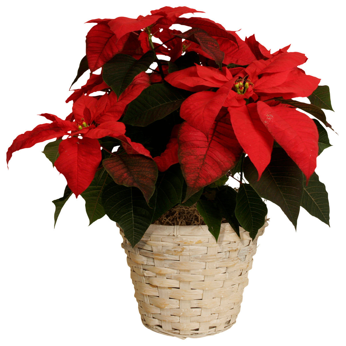 7&quot; Rattan Whitewash Planter Basket