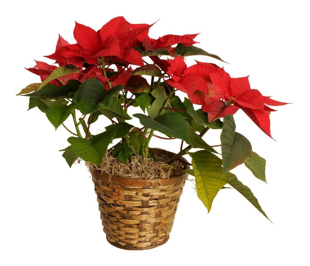 7&quot; Rattan Planter Basket