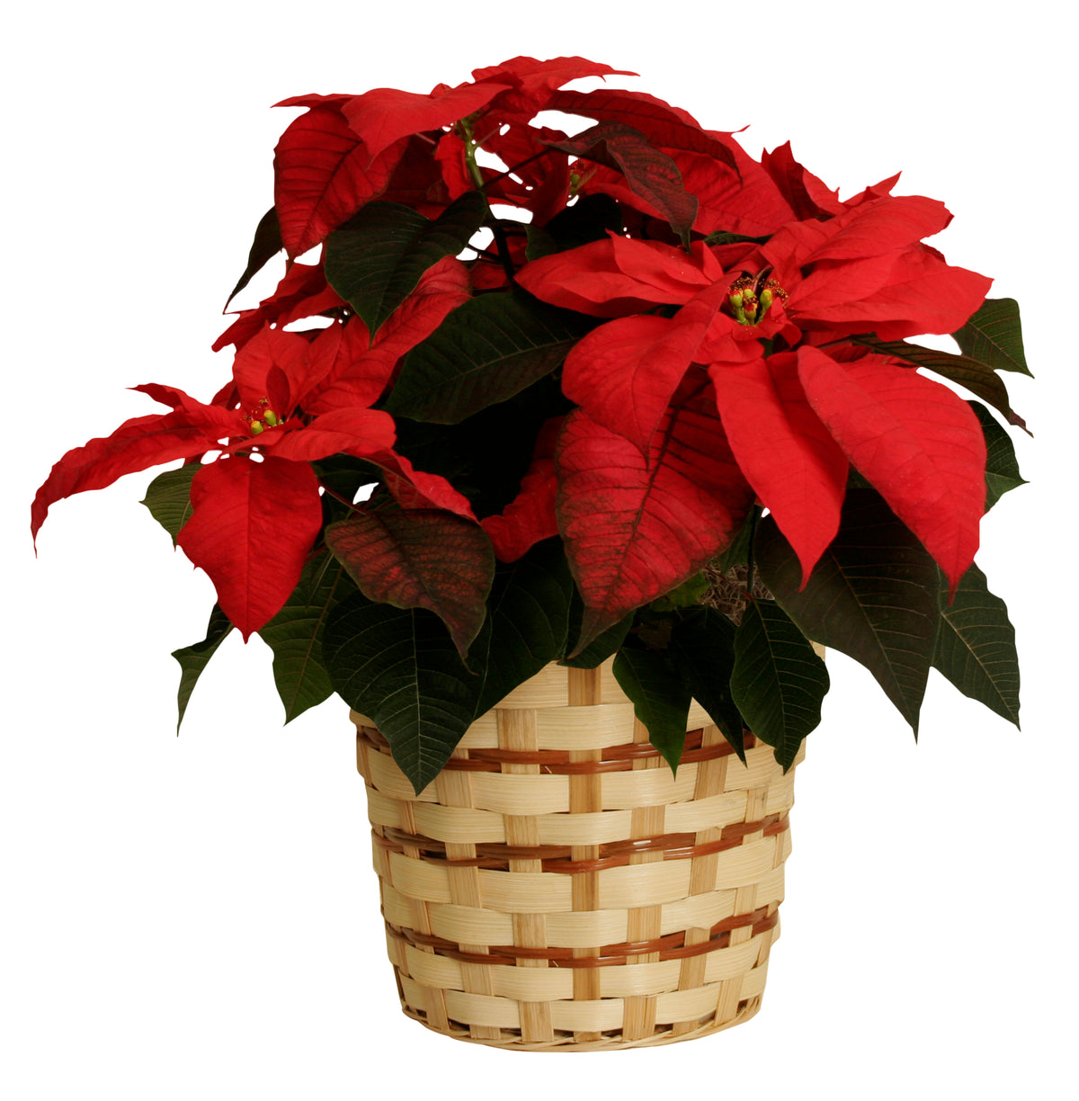 7&quot; Bamboo Planter Basket Assortment