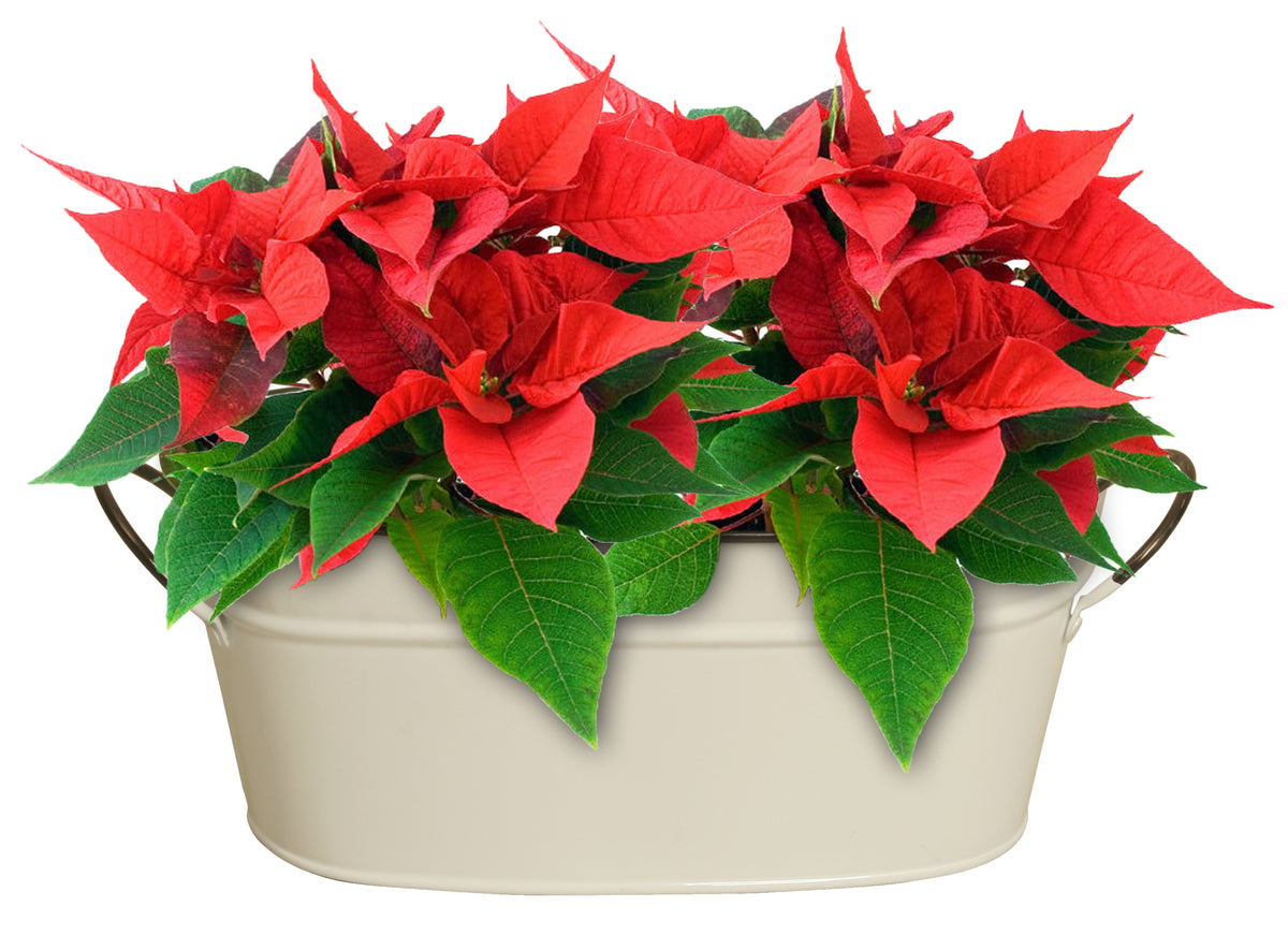 Double 4&quot; Pearl White Metal Planter