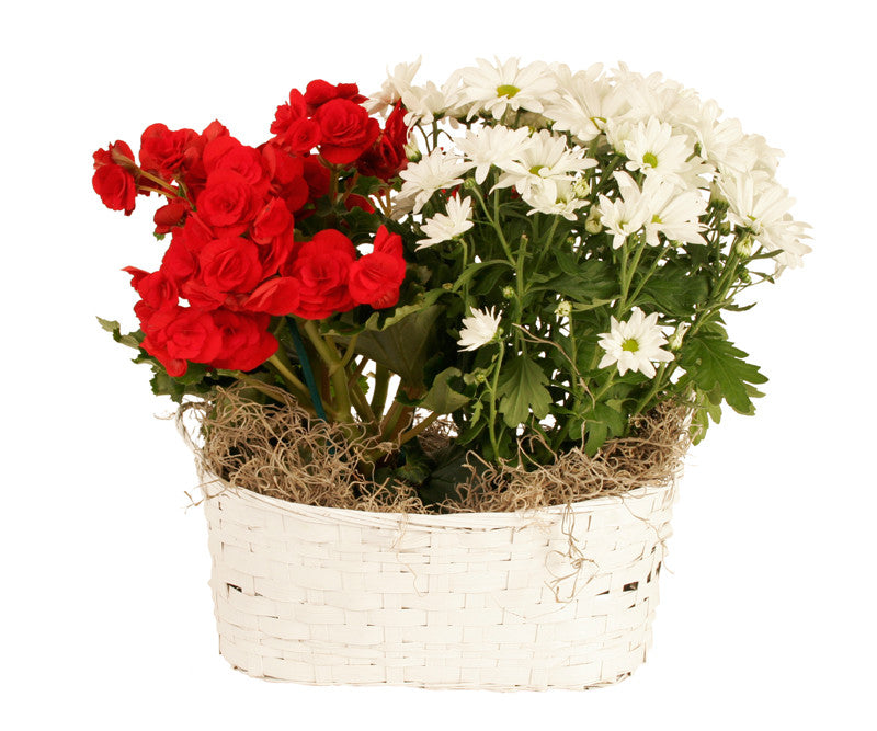 Double 4&quot; White Bamboo Basket-Wald Imports