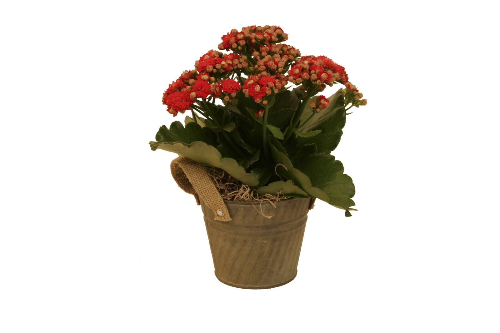 5" Iron Pails w/Burlap Handles-Wald Imports